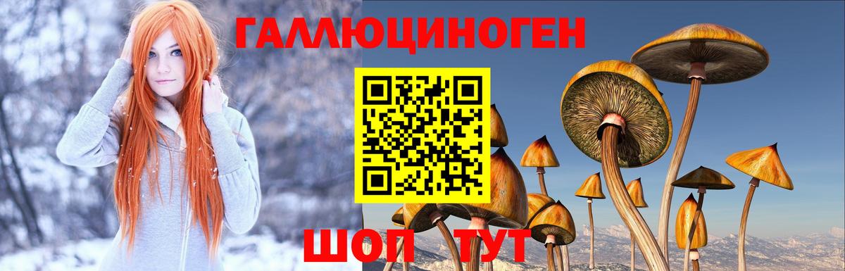 Псилоцибиновые грибы Psilocybine cubensis  Вход с VPN  Елизово 